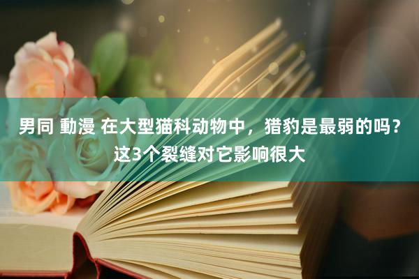 男同 動漫 在大型猫科动物中，猎豹是最弱的吗？这3个裂缝对它影响很大